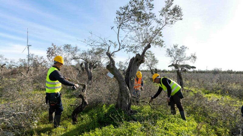 AVVIATE LE ATTIVITÀ DI ESPIANTO ERIPIANTUMAZIONE DI OLTRE 1700 ULIVI A PARTANNA, IN PROVINCIA DI TRAPANI