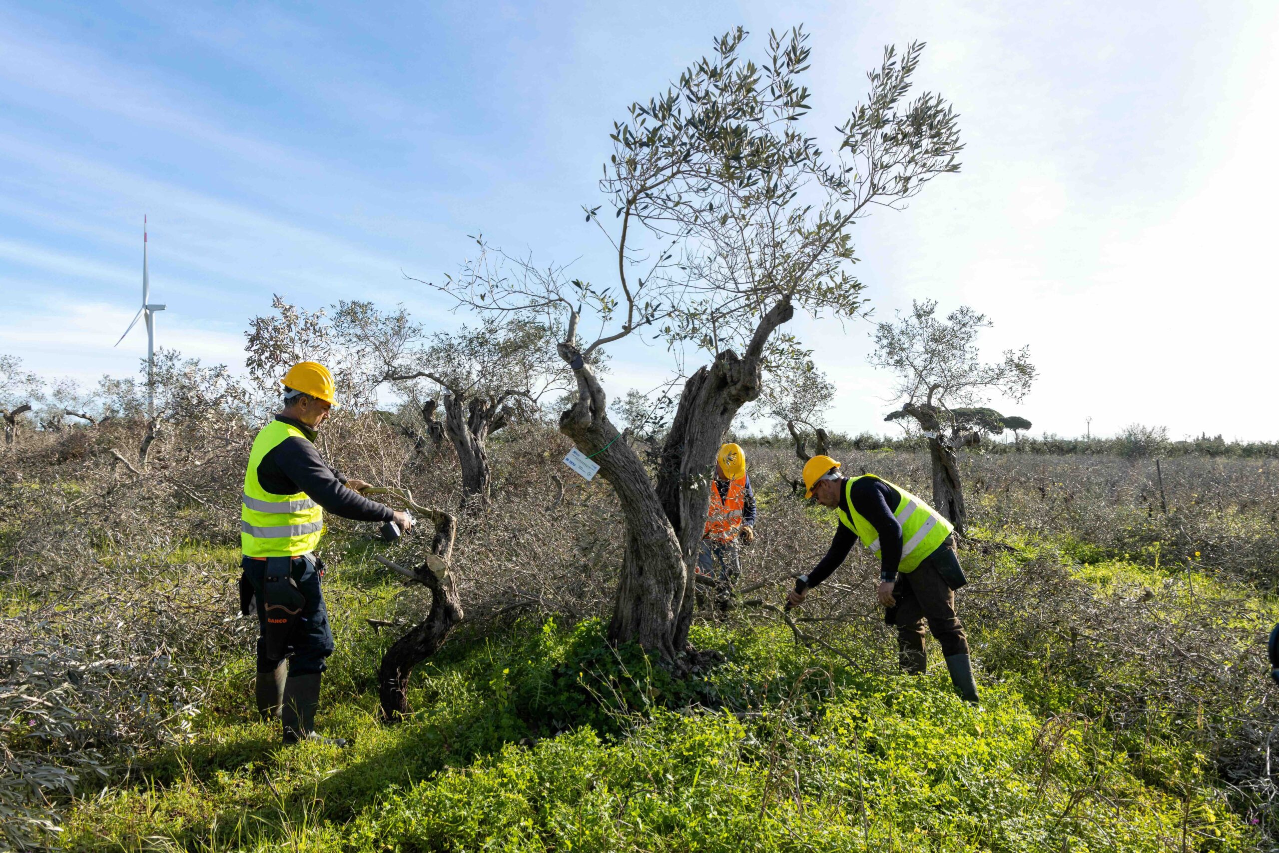 AVVIATE LE ATTIVITÀ DI ESPIANTO ERIPIANTUMAZIONE DI OLTRE 1700 ULIVI A PARTANNA, IN PROVINCIA DI TRAPANI